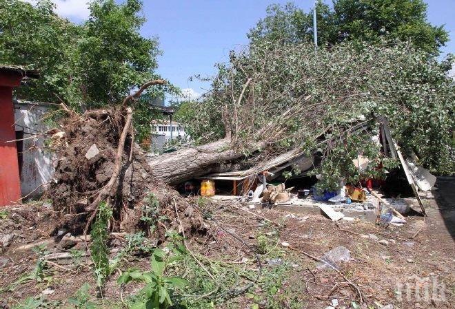 Ужас в Пловдив! Топола разцепи павилион, 5 коли смачкани (снимки + видео)