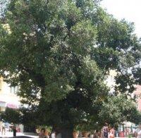 Паднало дърво блокира движението по Е-79