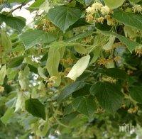 Яки глоби за бране на липа
