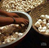 Американски учени обясниха лошия дъх след ядене на чесън