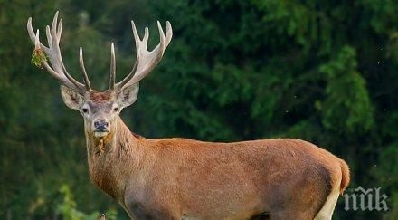 спасиха благороден елен паднал бетонен канал