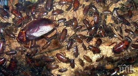 безумие жена 100 000 хлебарки