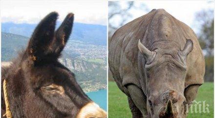 самотната носорожка мануела сприятели магарета