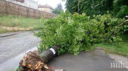 катаклизъм бурята софия подлезите наводнени дървета изкоренени снимки