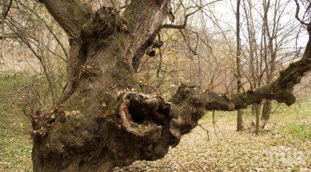 трагедия дървосекач загина затиснат дърво