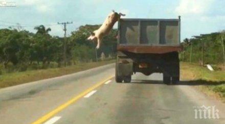 хитра свиня спаси уникален начин ножа видео