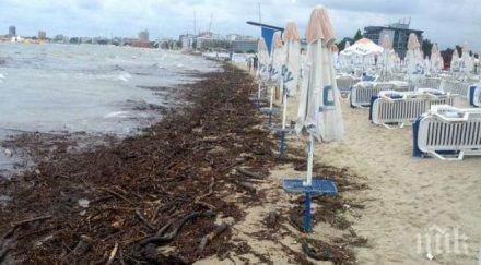 плажът слънчев бряг напълни боклуци