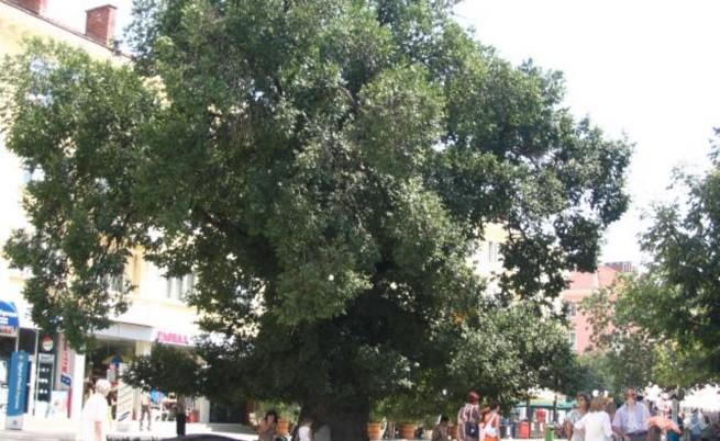 Паднало дърво блокира движението по Е-79