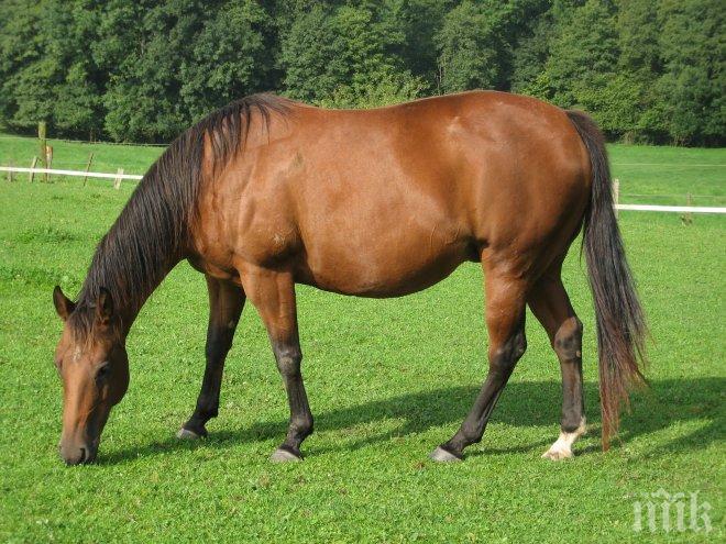 Уникум! Кон блъсна влекач
