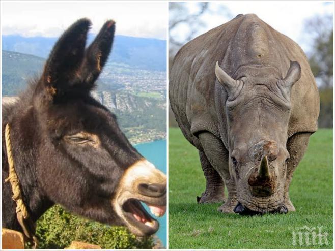 Самотната носорожка Мануела се сприятели с магарета