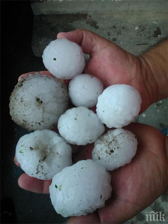 Градушка помля 1500 декара реколта
