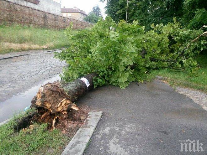 Катаклизъм след бурята в София! Подлезите наводнени, много дървета са изкоренени (снимки)