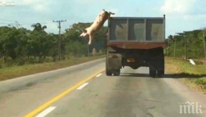 Хитра свиня се спаси по уникален начин от ножа (видео)