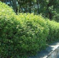 Марихуана в Морската градина в Бургас