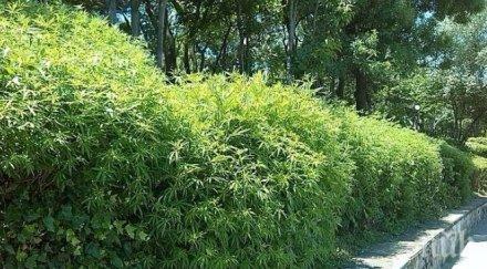 марихуана морската градина бургас