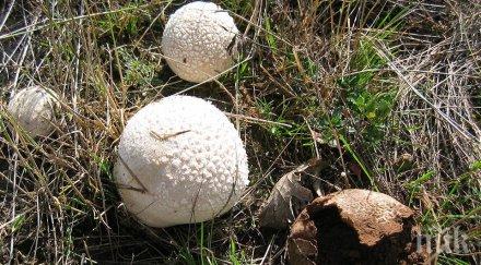 двама пенсионери натровиха гъби благоевград