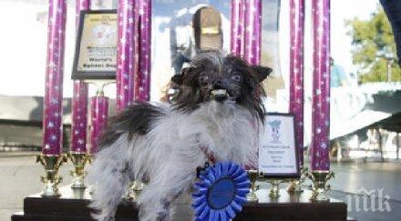 новото грозно куче света видео