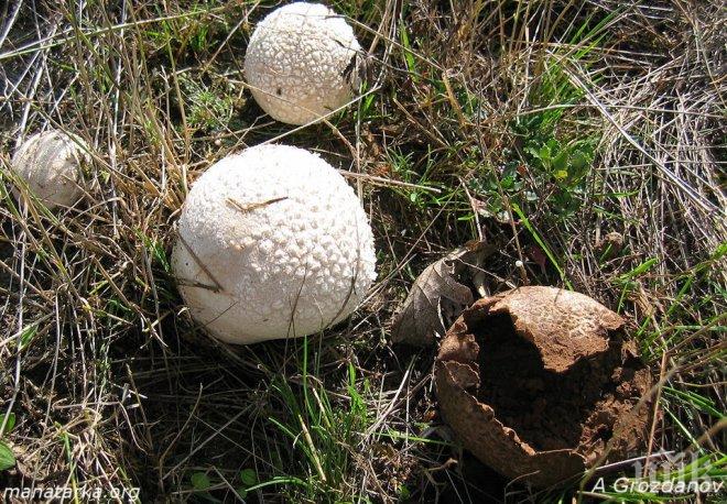 Двама пенсионери се натровиха с гъби в Благоевград