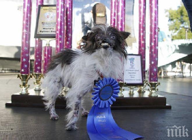 Ето го новото най-грозно куче в света (видео)