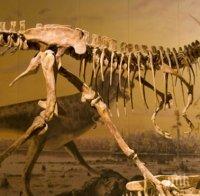 Откриха цели скелети на динозаври в Сибир
