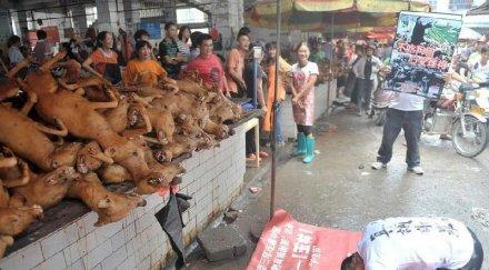 000 кучета изядени време фестивал китай