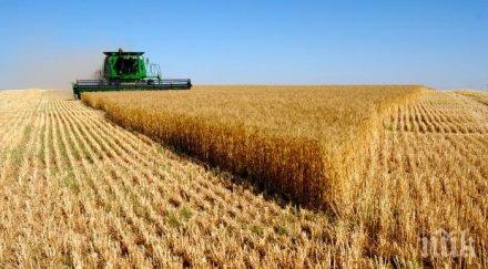 нямало опасност унищожаване зърнената реколта заради наводненията
