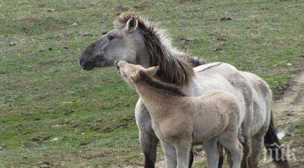 кончета тарпани родиха източните родопи