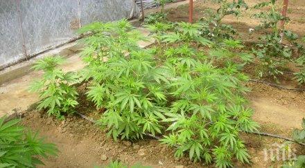 арестуваха мъж отглеждал растения канабис габрово