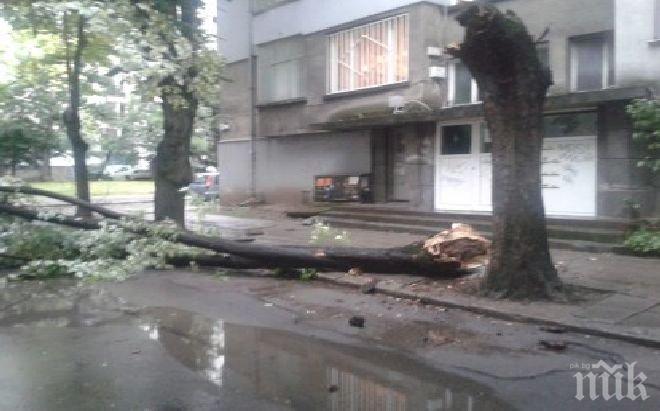 Дърво смачка две коли в центъра на София, от 112 не вдигат (снимки)