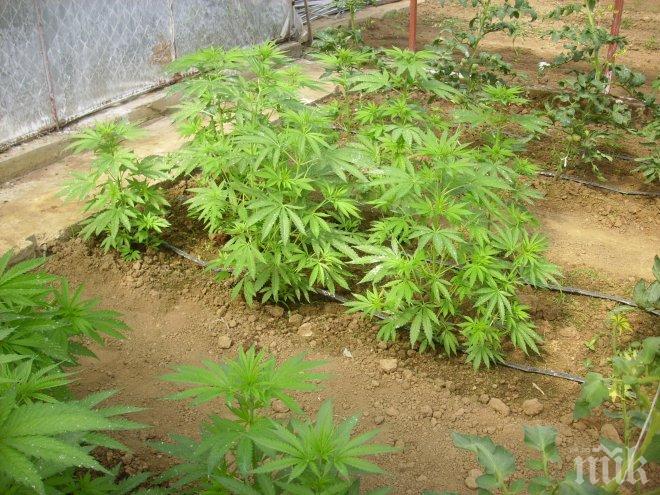  Арестуваха мъж, отглеждал 17 растения канабис в Габрово