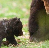 Заснеха мече да притичва през път край Габрово Заснеха мече да притичва през път край Габрово