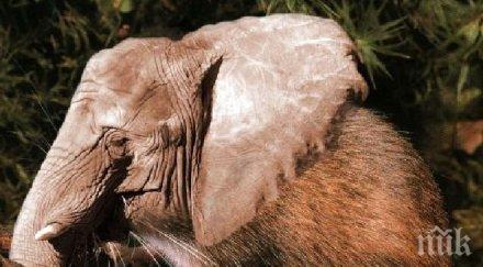 учени откриха мишка роднина слон