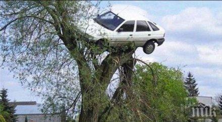 става кола кацна дърво хора нея снимка