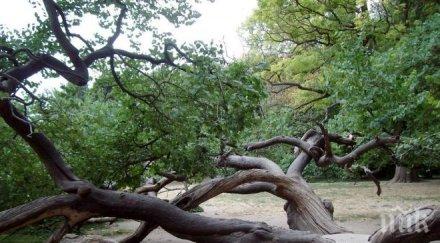 седем дървета изкоренени бурята видин