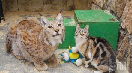 животинско шоу коте вмъква зоопарк вижда приятеля рис снимки видео