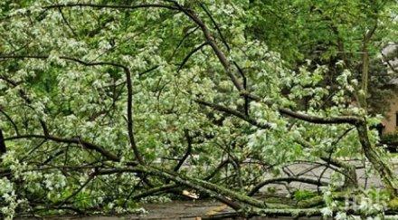 буря изкорени дървета хасковска област