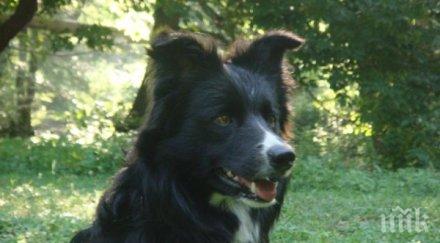 ужас благоевградско кучета изядоха лицето жена