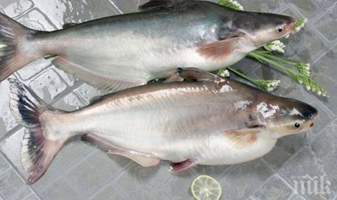 Сервират само нелегална риба на морето
