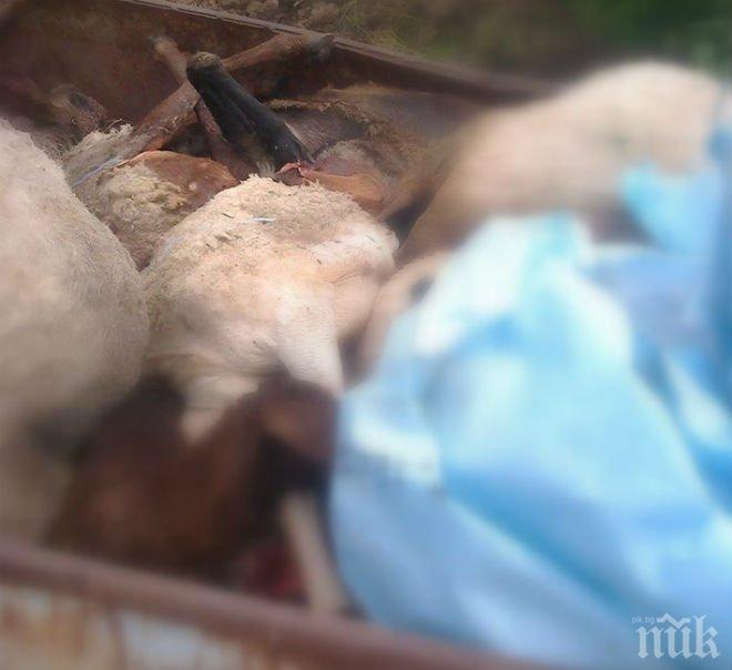 Кървав инцидент край Перник! Пияни машинисти прегазиха 28 овце, убиха 17 от тях