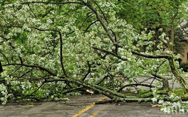 СТИХИЯ: Наводнения, спряно електроподаване и паднали дървета в Сливенско след проливен дъжд