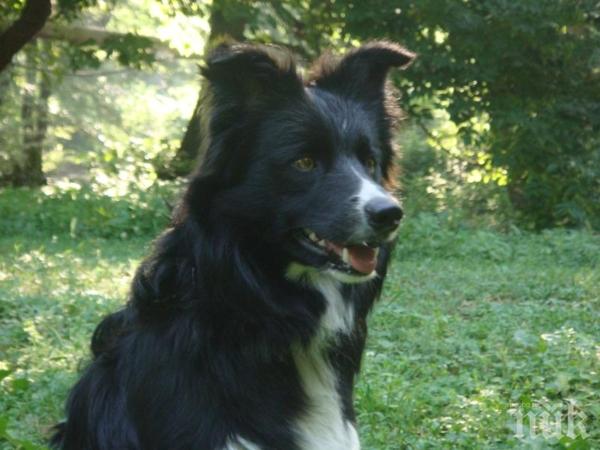 Ужас в Благоевградско! Кучета изядоха лицето на жена