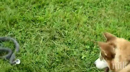 бездомно куче спаси дете пепелянка велико търново