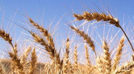 невиждан потоп удави нивите ечемик пшеница врачанско