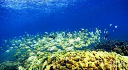 откриха старата био структура изградена животно снимка