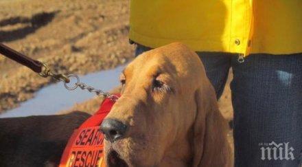 япония откри старчески дом кучета