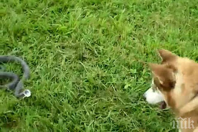 Бездомно куче спаси дете от пепелянка във Велико Търново