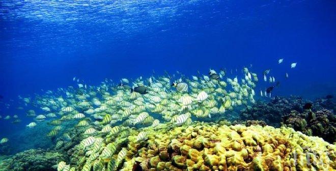 Откриха най-старата био структура, изградена от животно (снимка)