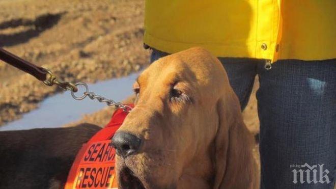 Япония откри старчески дом за кучета