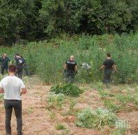 В Ослен Криводол си отглеждат канабис