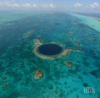 Площта на кораловите рифове се топи страшно бързо